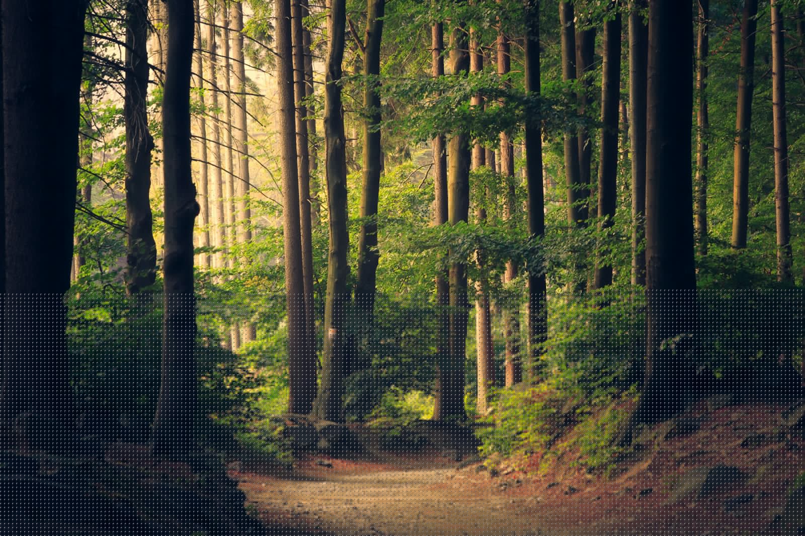 Espace vert et chemin
